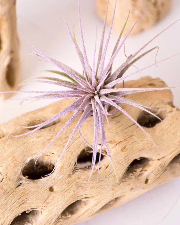 Tillandsia Ionantha vert sur notre site France Cactus