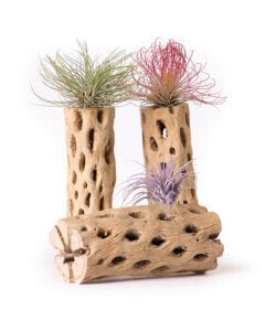 Cholla Wood Air Plant Set