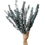 Eucalypthus_Small-Bouquet