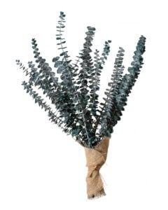 Preserved Eucalyptus Bouquet