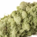 Lush-Reindeer-Moss-Wreath_18in_Sage_25190_02