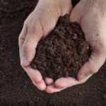 Hand-holding-soil