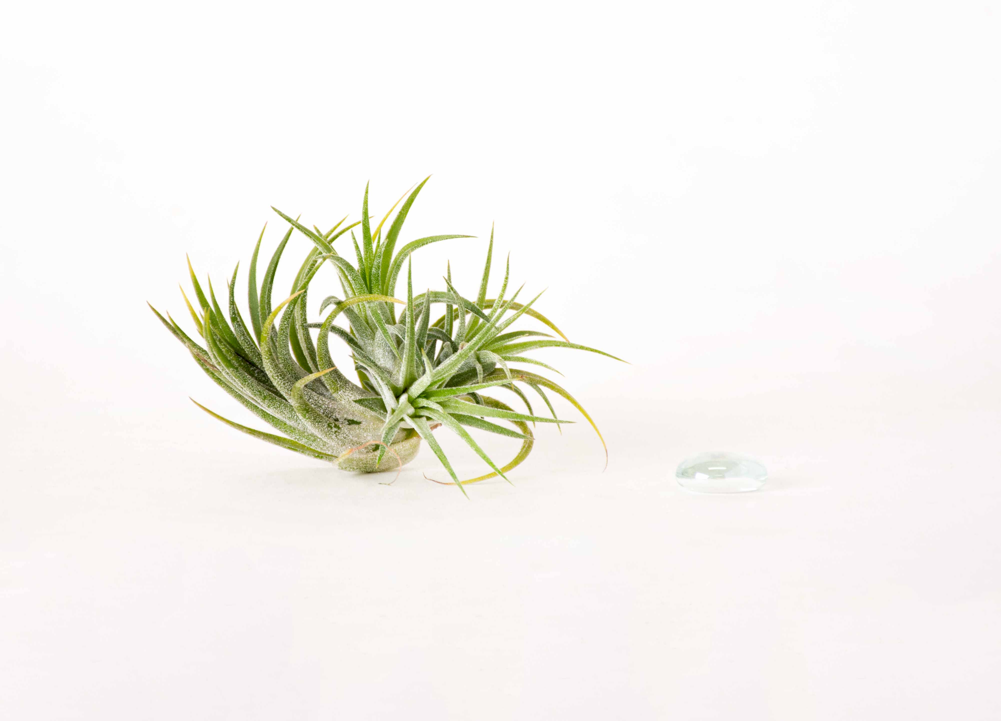 Tillandsia Ionantha Ecuador Air Plant Clump