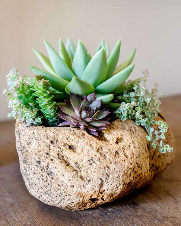 Volcanic Stone Planter