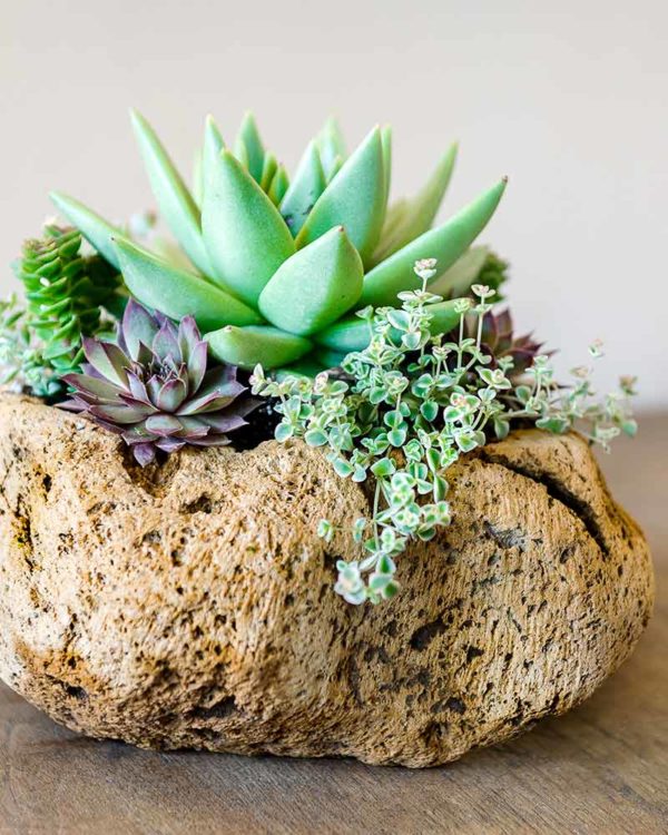 Volcanic Stone Planter