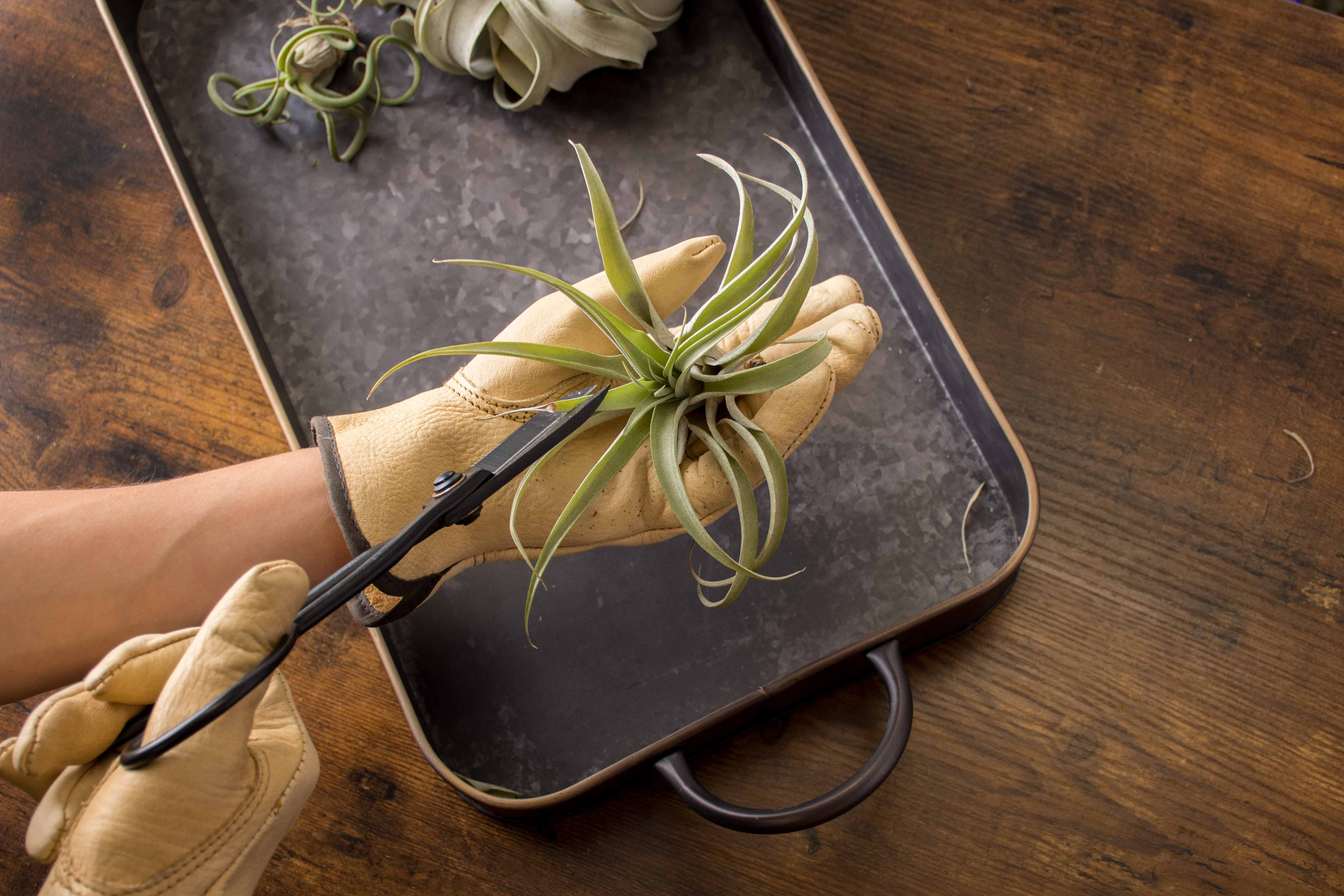 pruning air plants 