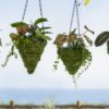 Mini Hanging Baskets_Lifestyle_All copy