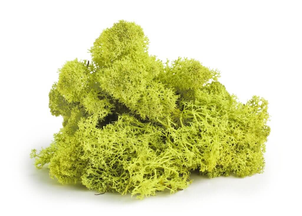 Reindeer Moss Chartreuse