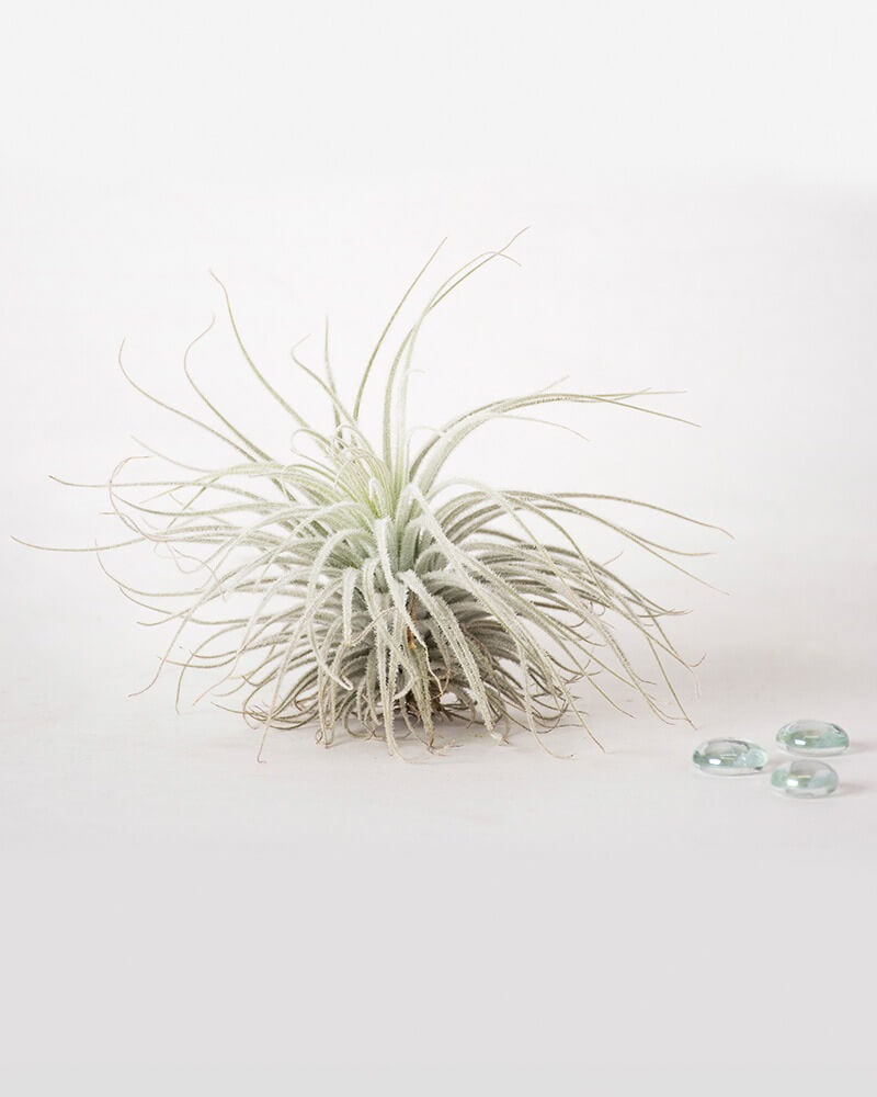 SuperMoss - Tillandsia Tectorum Ecuador Air Plant