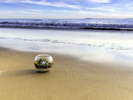 DIY Beach Terrarium