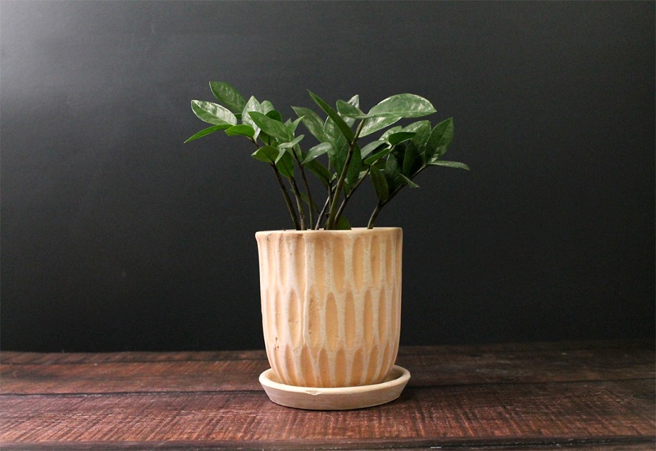houseplants for beginners ZZ plant