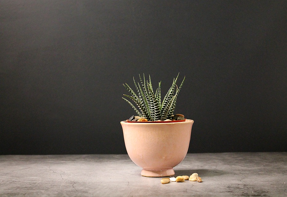 houseplants for beginners Haworthia fasciata