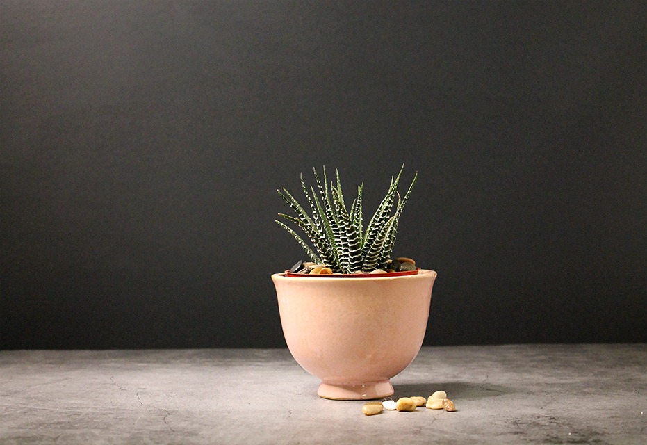 Haworthia fasciata