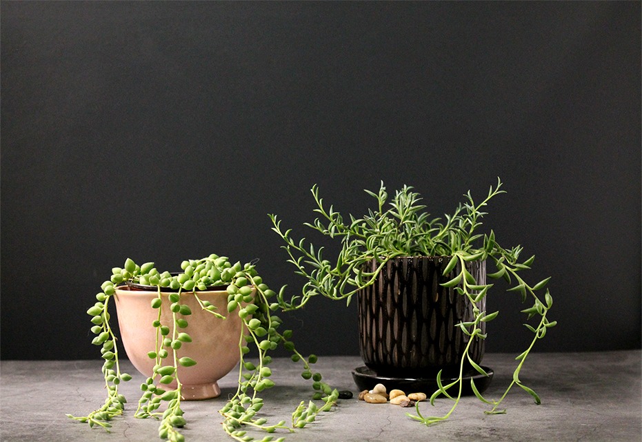 houseplants for beginners Senecio