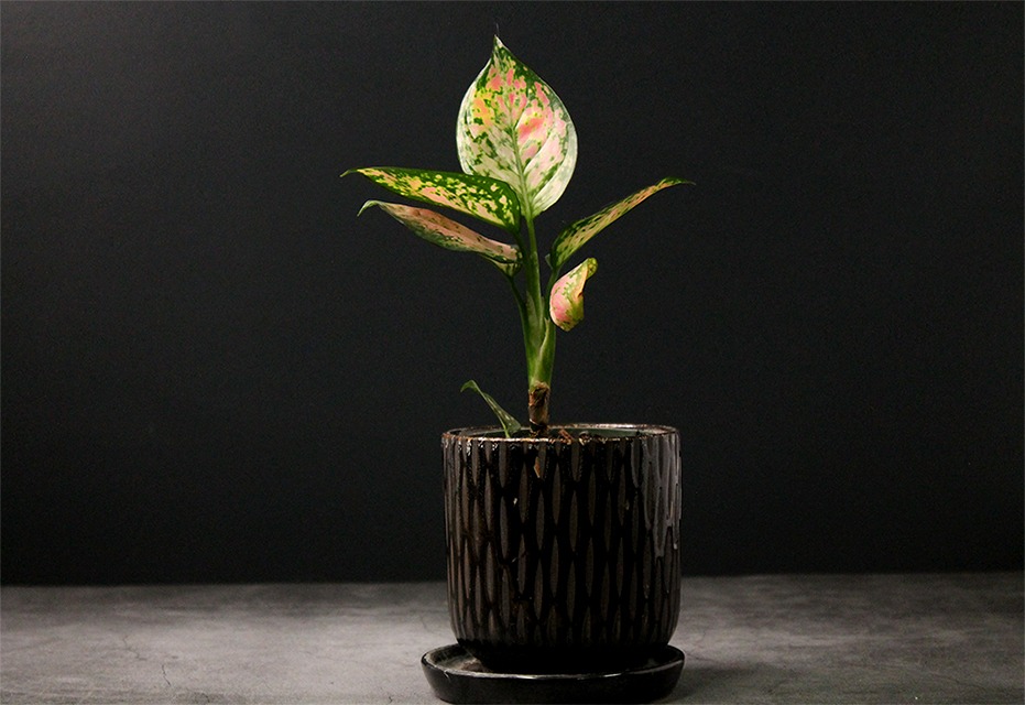 houseplants for beginners Aglaonema 'Wishes'