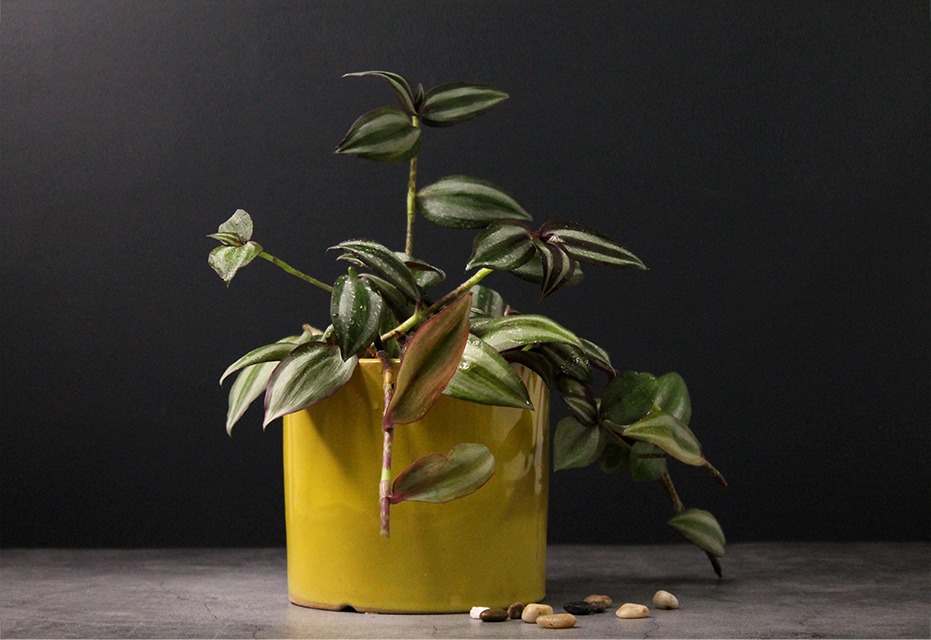 houseplants for beginners Tradescantia Zebrina