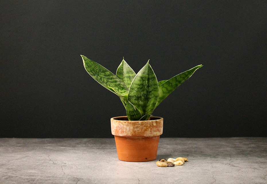houseplants for beginners 'Whale Fin' Snake Plant