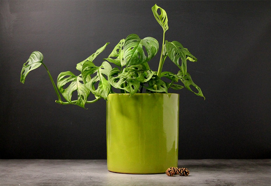 houseplants for beginners Monstera adansonii