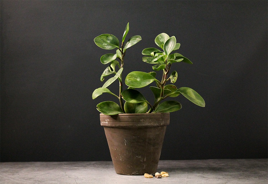 houseplants for beginners Baby Rubber Plant