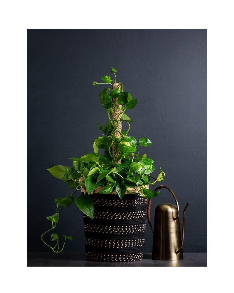 monstera potting mix Monstera Imperial Potting Soil Mix Standard Bag