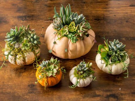 How to Make Your Own Succulent Pumpkins