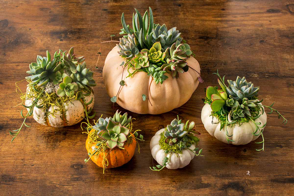 How to Make Your Own Succulent Pumpkins