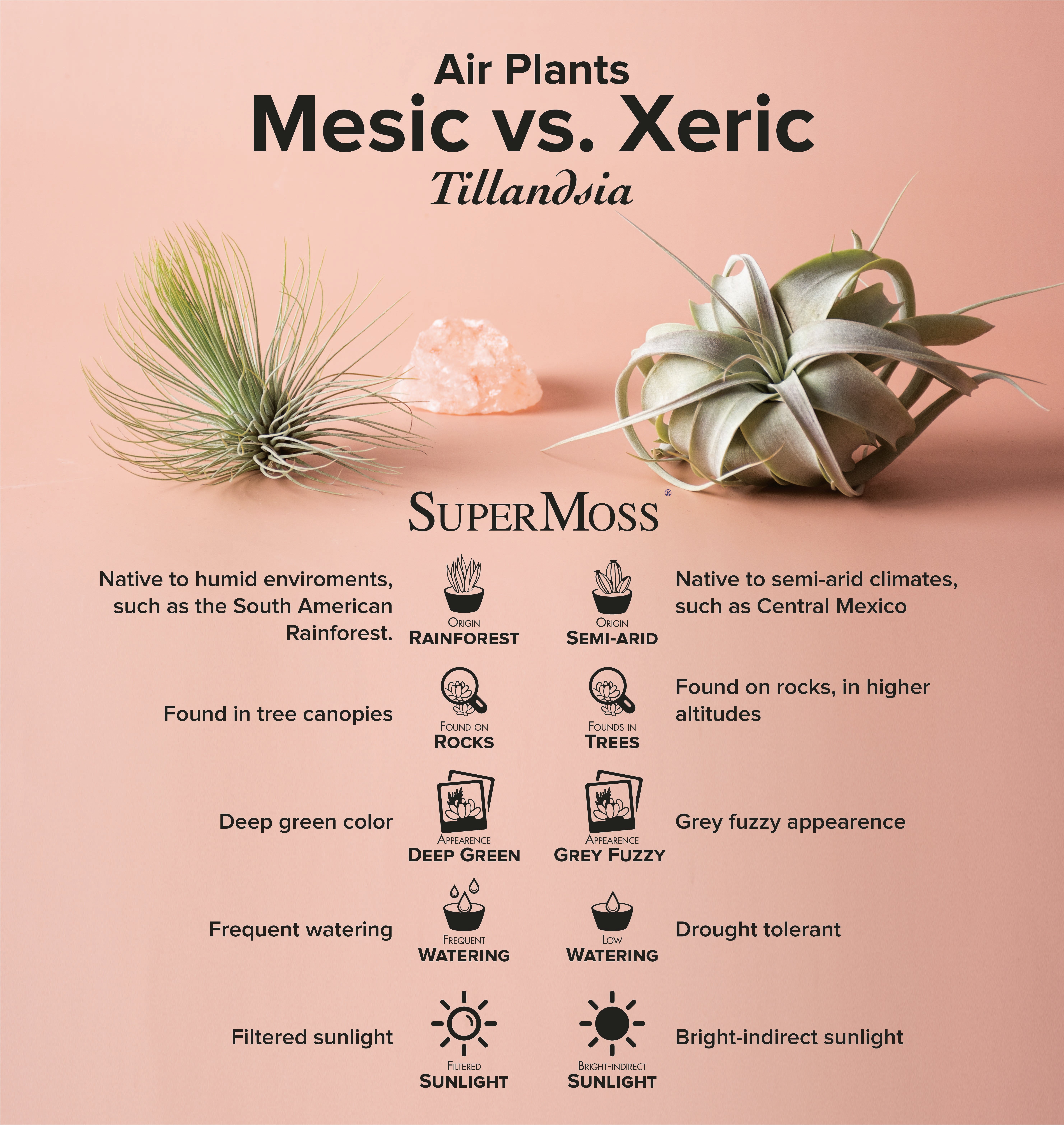 mesic vs xeric air plants 