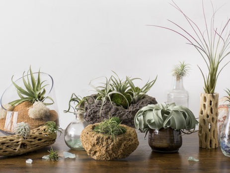 Air Plant Display