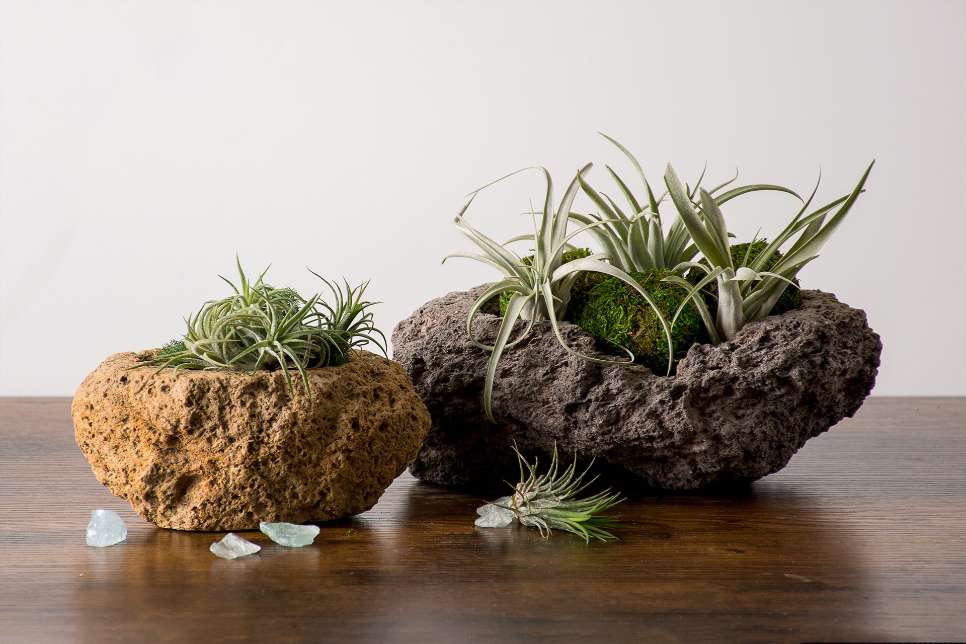 air plants in volcanic stone planter