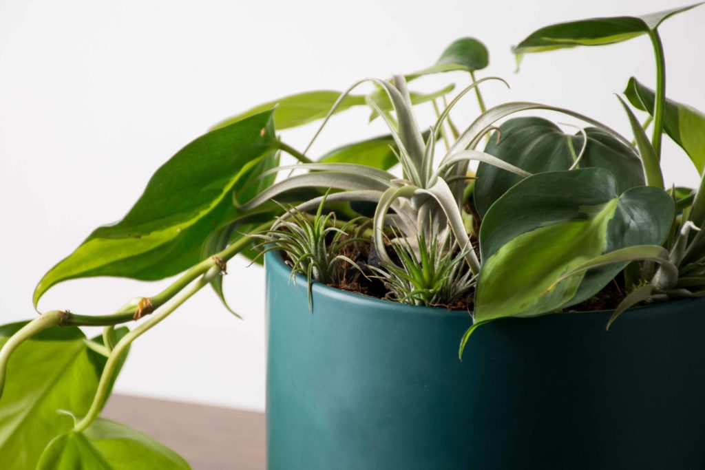 air plants amongst houseplants