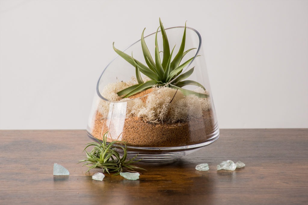 air plant in open terrarium 