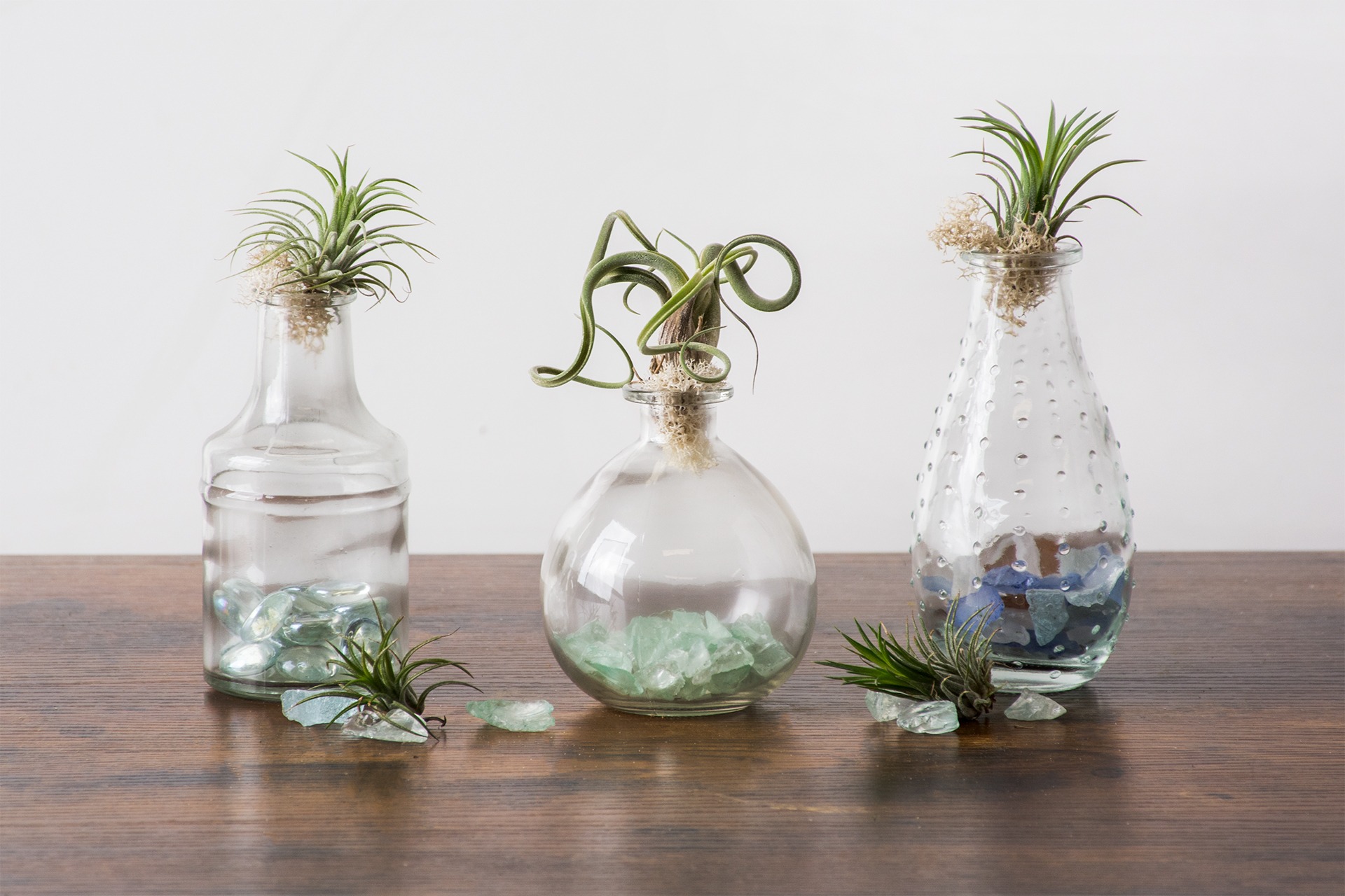 air plants display in glass bottles