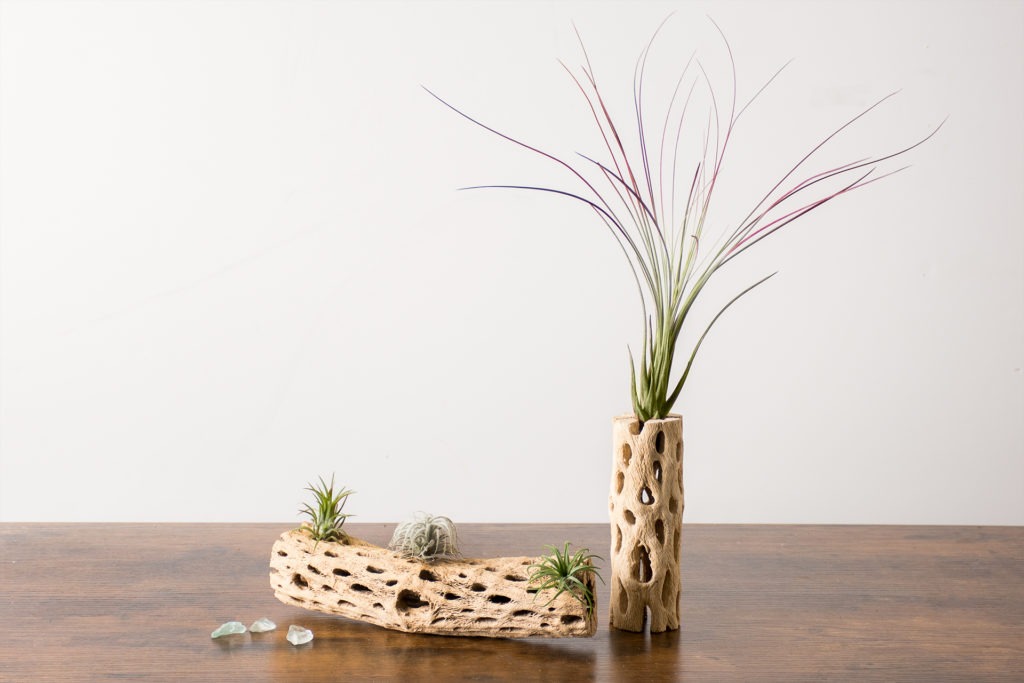 air plants on cholla wood 