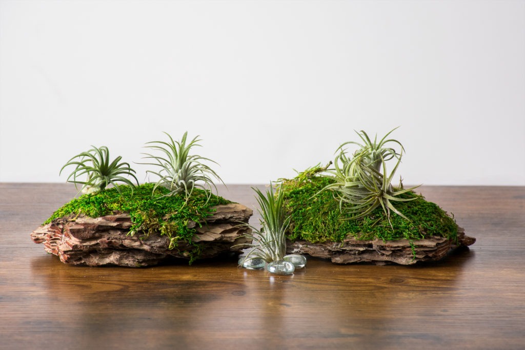 air plants displayed on bark