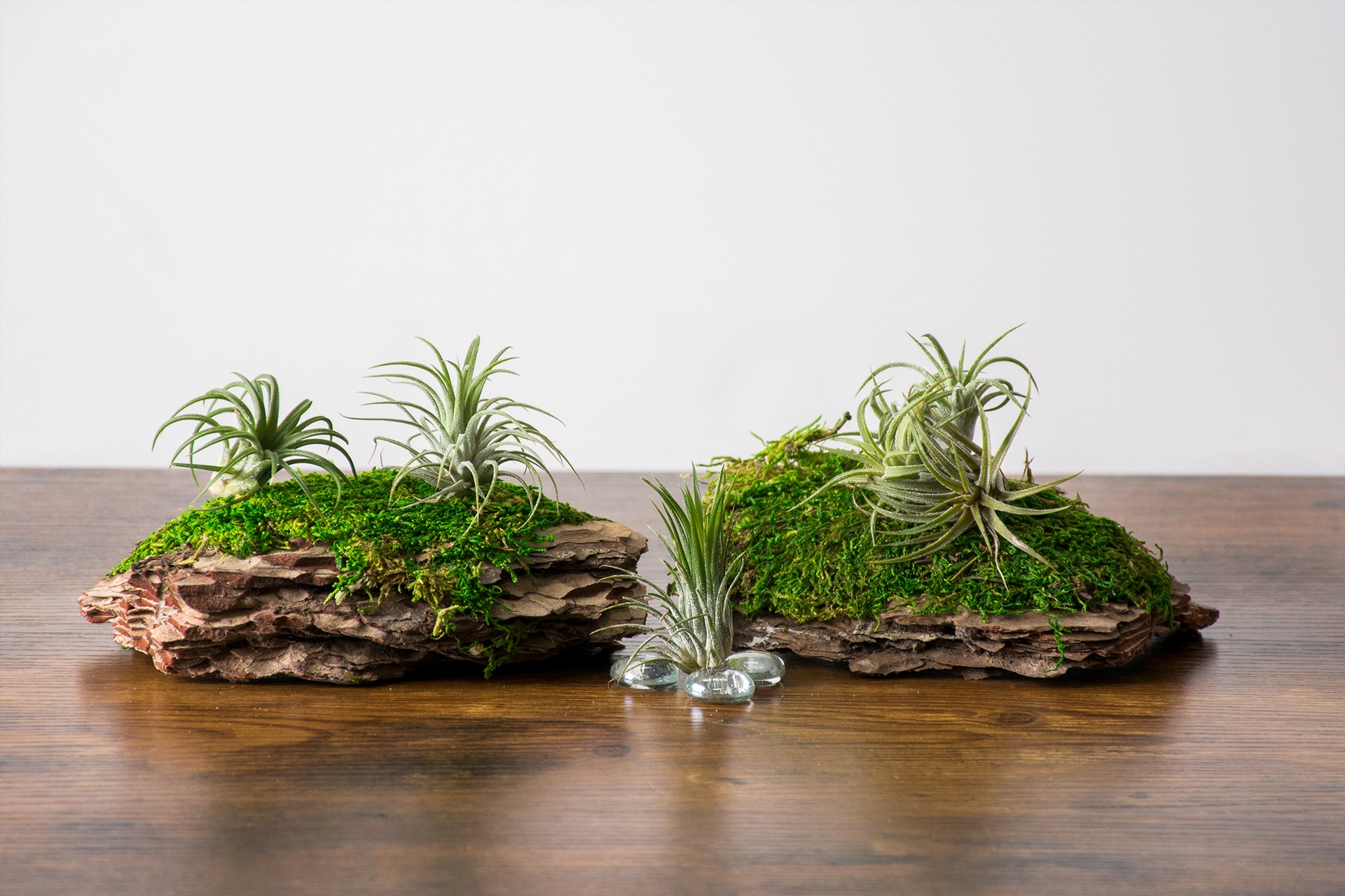 14 Creative Air Plant Display Ideas - Best Air Plants for Indoors