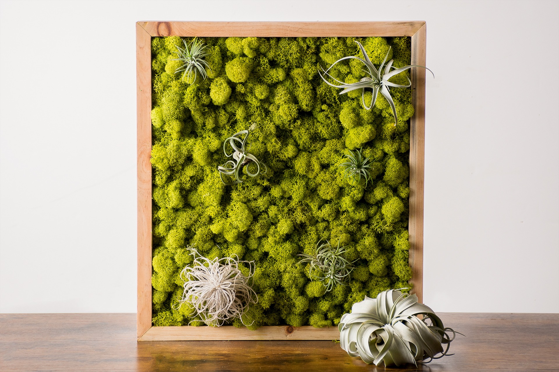 reindeer moss wall and air plants