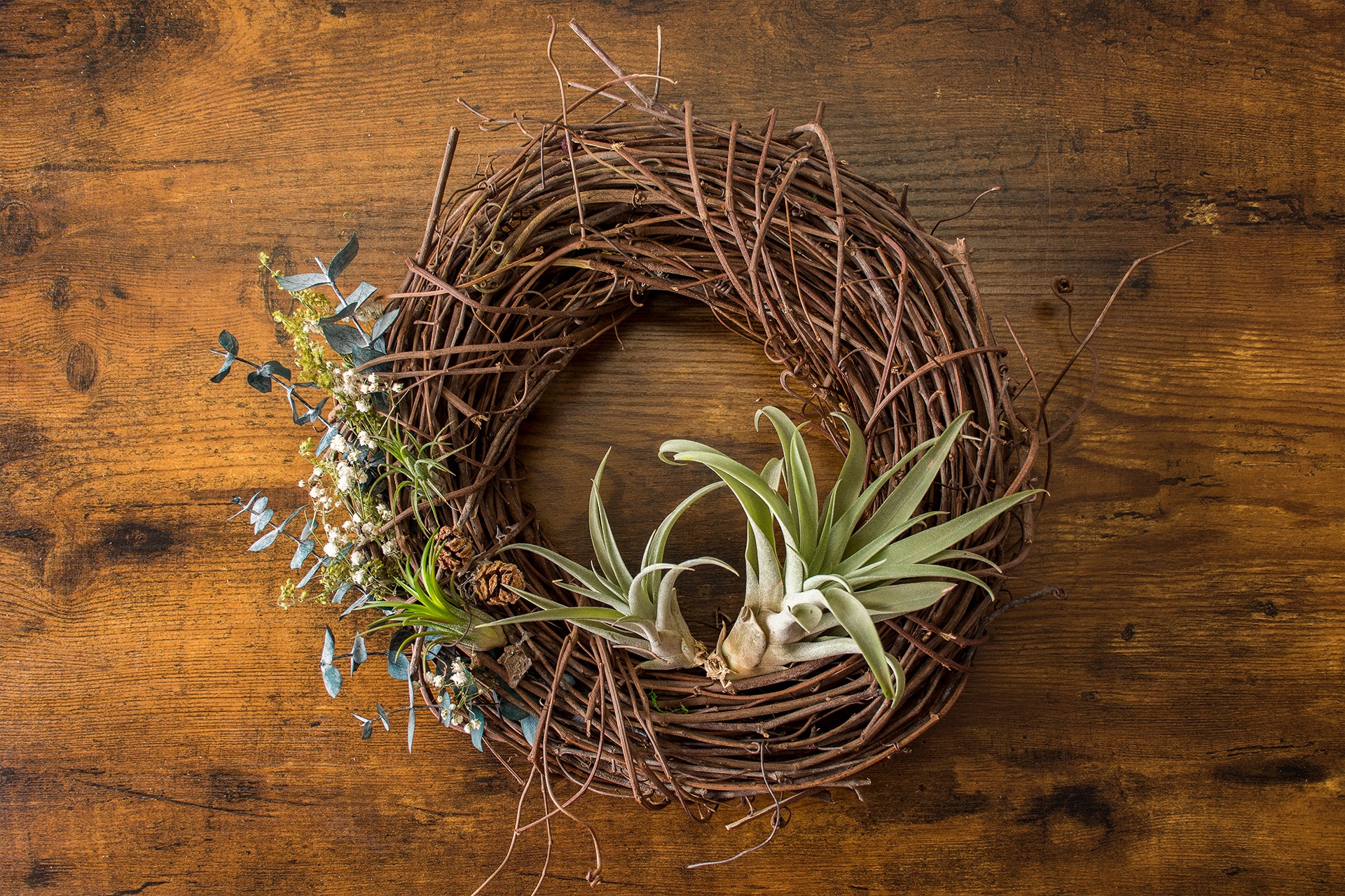air plants displayed on grapevine wreath
