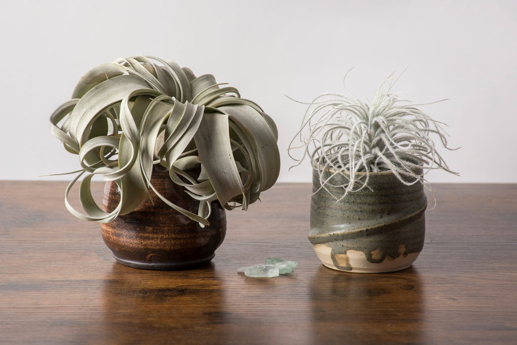 air plants in ceramics