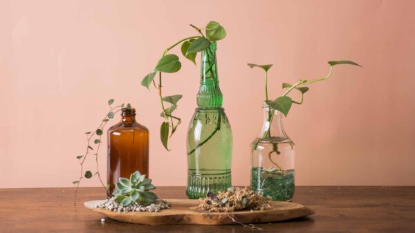 How to Propagate Houseplants