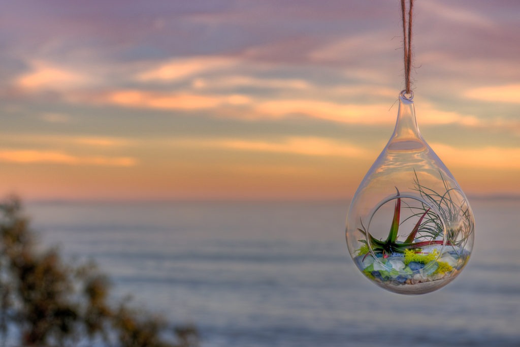 hanging air plant vessel 