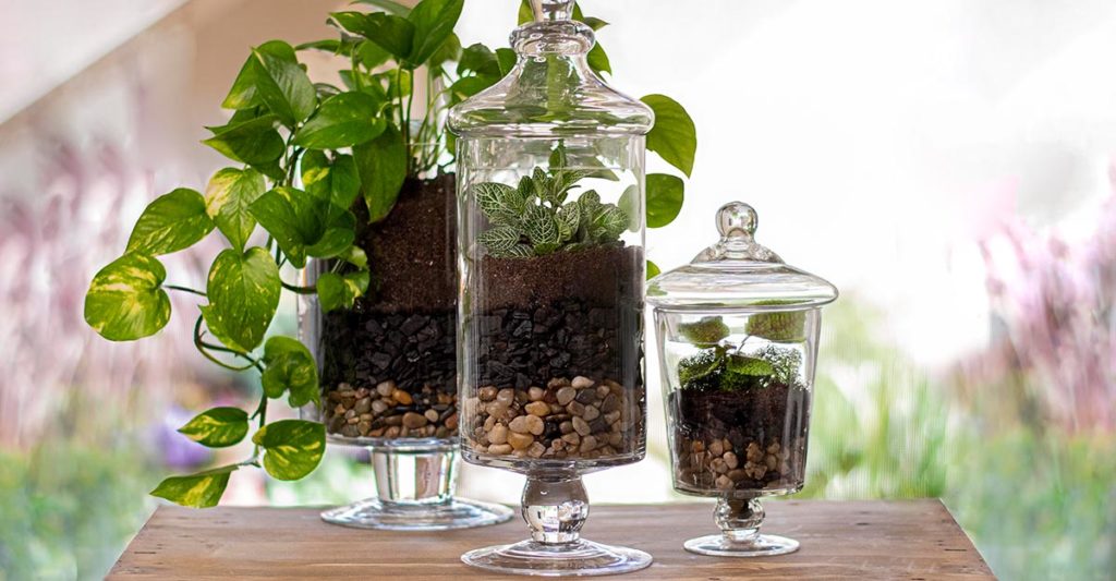 The Complete Guide to Activated Charcoal in Horticulture SuperMoss