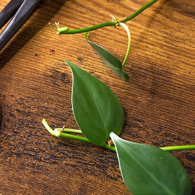 Fresh Philodendron Cutting