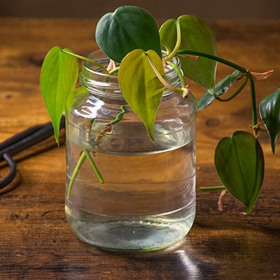 Philodendron Cutting in Water 