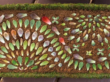 How to Make Succulent Mandalas Propagation Tray Art