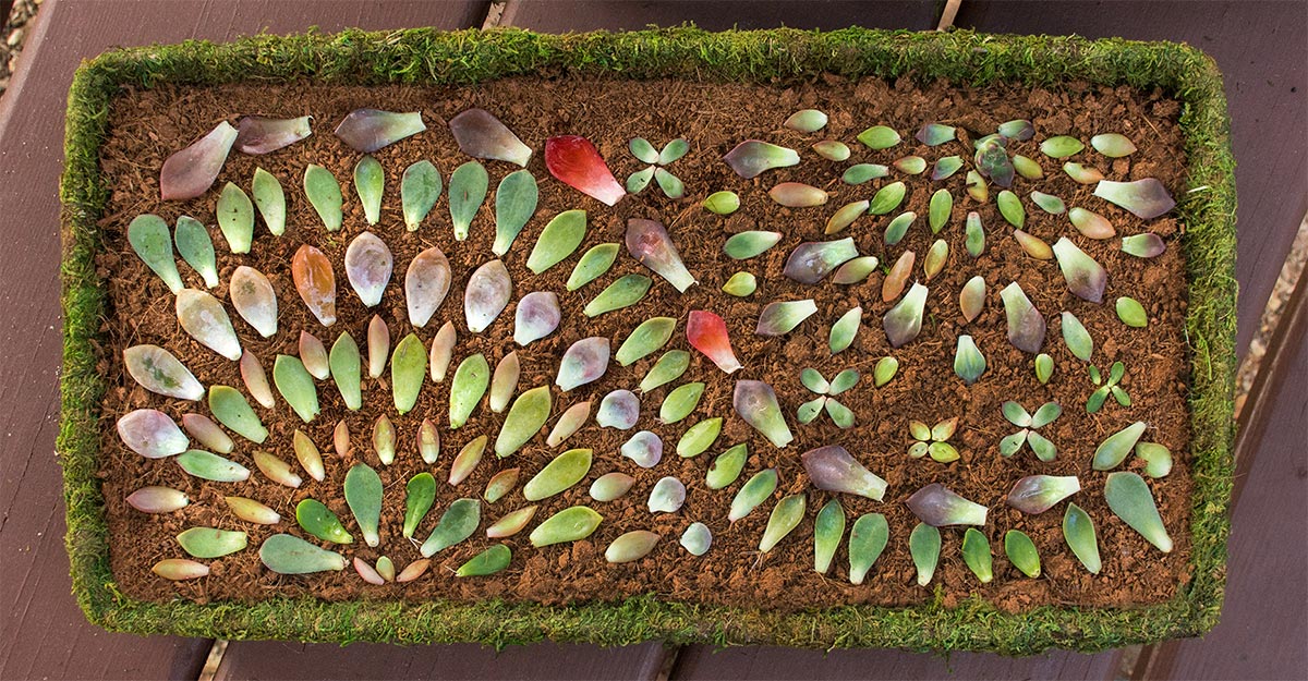 How to Make Succulent Mandalas Propagation Tray Art