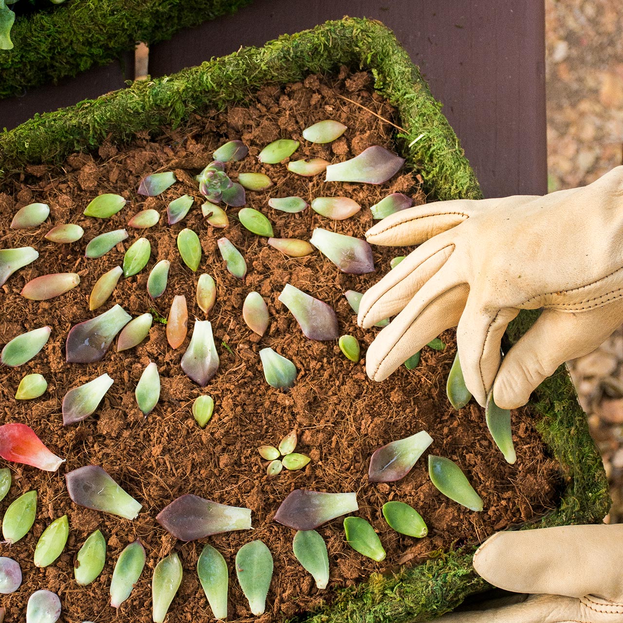 How to propagate succulents from leaves 