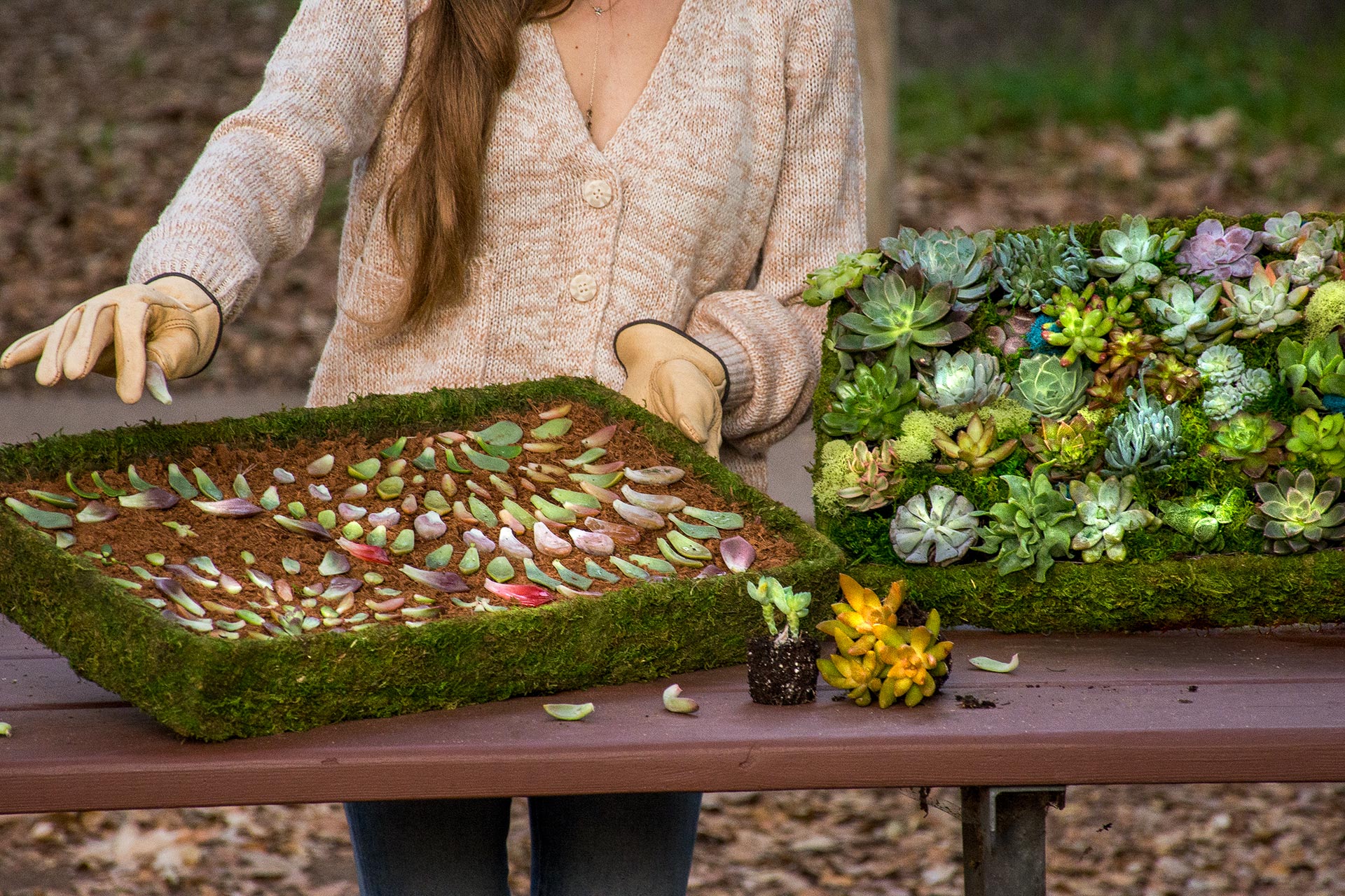 succulent propagation art 