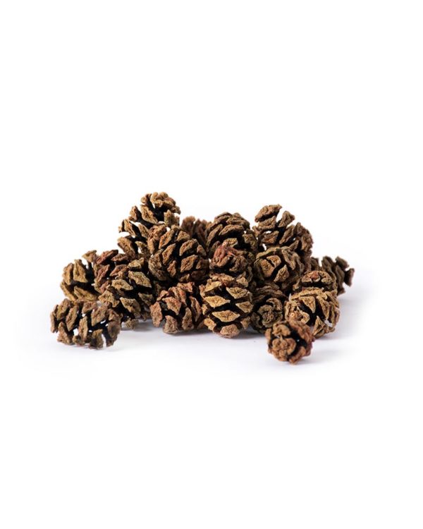 Mini Redwood Pine Cones