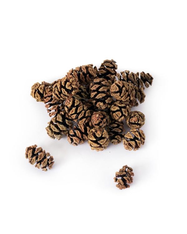 Mini Redwood Pine Cones