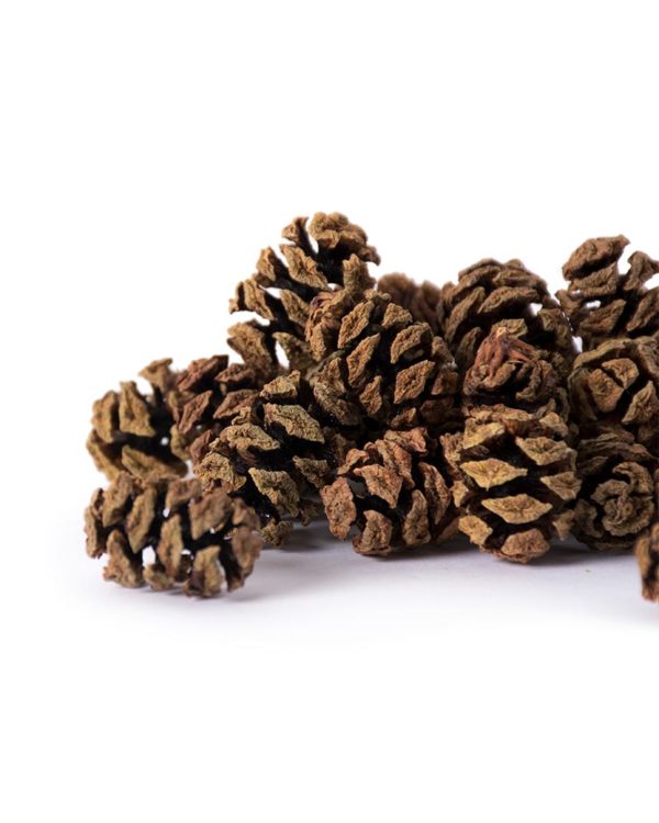 Mini Redwood Pine Cones